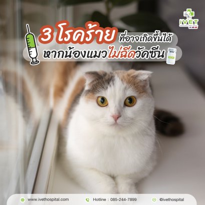 3 โรคร้าย ที่อาจเกิดขึ้นได้ หากน้องแมวไม่ฉีดวัคซีน